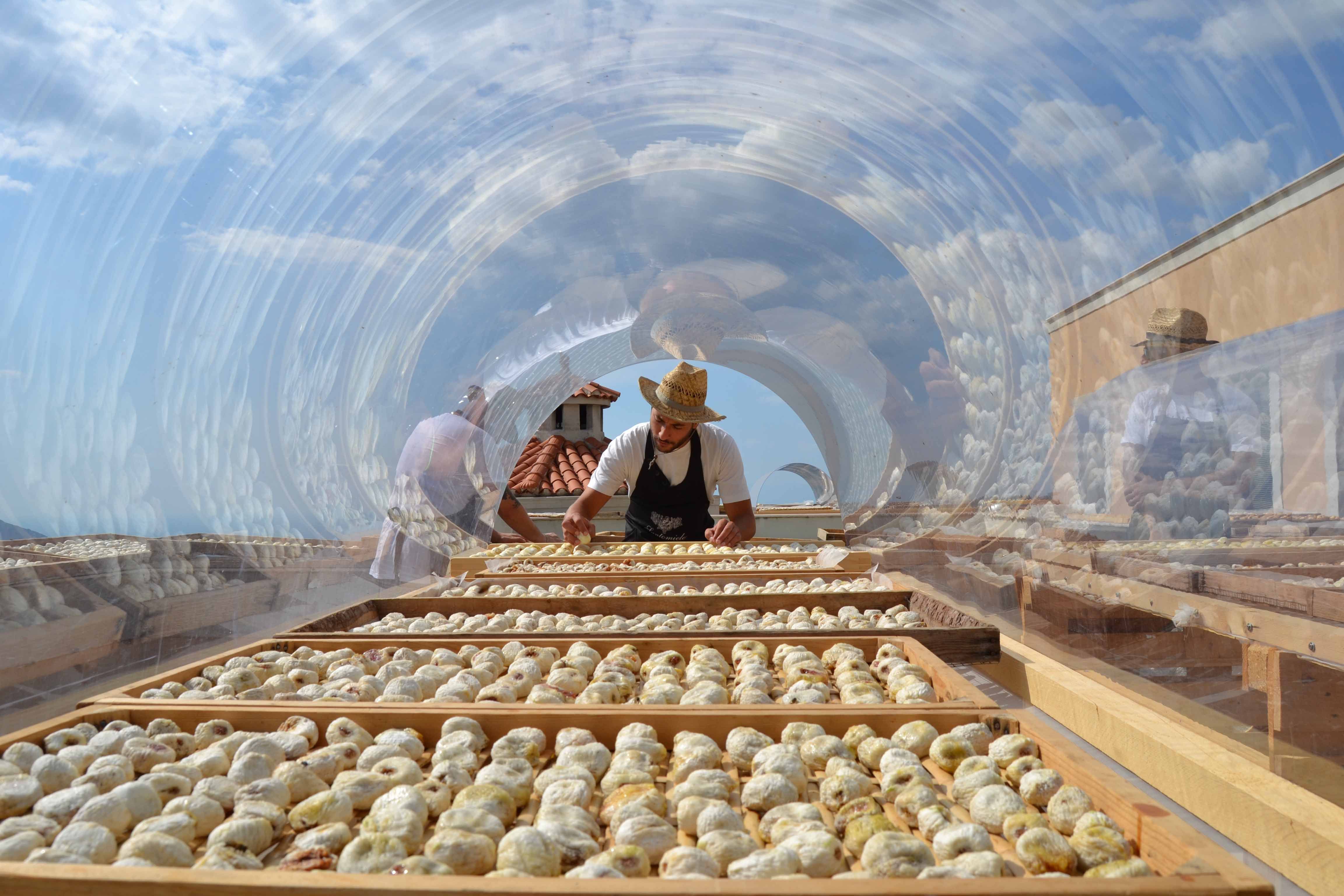 Essiccazione Dei Fichi Santomiele Sui Terrazzi Solari Klein